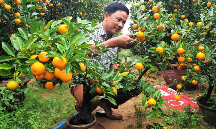 Vườn quất tiểu cảnh trăm triệu của cán bộ phường ở Hội An